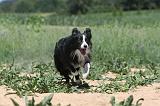 BORDER COLLIE 218
